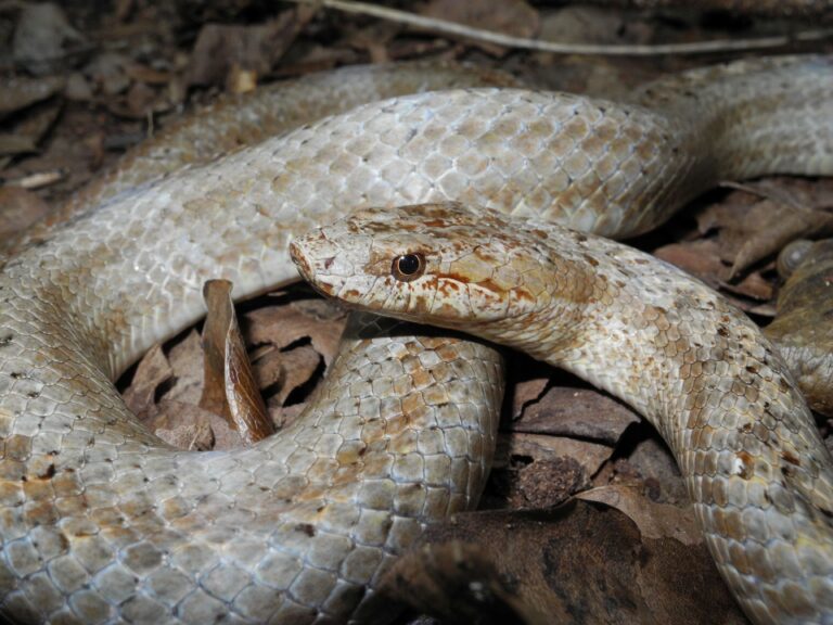 Reflecting on the Antiguan Racer’s Remarkable Resilience
