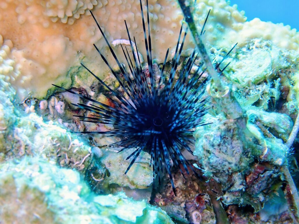 Long-spined sea urchin

Photocred: Ruleo Camacho