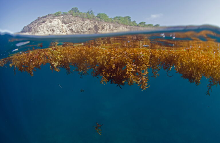 Could sargassum help Antiguan farmers? Sargassum